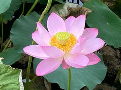 -莲花池公园