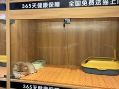-欣宠猫屋·矮脚拿破仑·蓝金金渐层