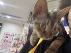 -宠爱国际动物医院·消化内科·心肾内科·ISFM猫友好(望京店)