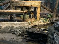 -清迈夜间动物园