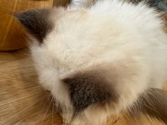 -楼上猫咖(罗湖店)