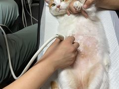-宠爱国际动物医院·消化内科·心肾内科·ISFM猫友好(望京店)
