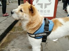 -大王油茶(磁器口店)