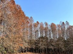 -上海海湾国家森林公园