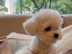 -瑞派申生动物医院·24H夜诊·国际动物医疗中心·骨外科(吴中路店)