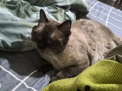 -纳吉亚猫专科动物医院·北北分院