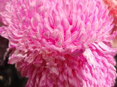 -凯德广场(西城店)