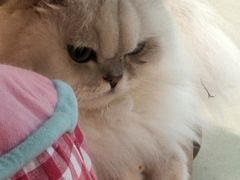 -大型宠物商超·宠海王国·宠物猫狗活体·用品·美容(新世界百货重庆店)