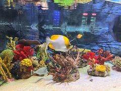 -上海海洋水族馆