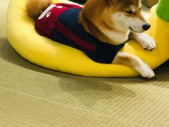 -逗柴咖啡屋·狗咖猫咖宠物桌游