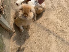 -前小桔亲子创意农场·草莓采摘·露营烧烤