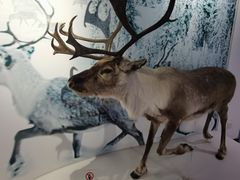 -北京麋鹿生态实验中心