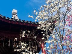 -八大山人梅湖景区