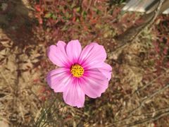 -老妈米线(港龙店)