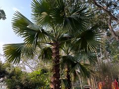 -中国科学院西双版纳热带植物园