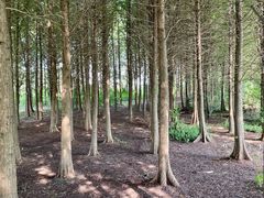 -溱湖国家湿地公园