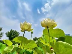 -莲花池公园