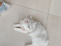 -怪兽屋·羊驼·猫咖·狗咖(俊华广场店)