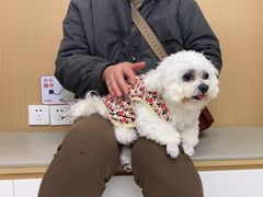 -瑞派康怡24h宠物医院·犬猫医疗中心·微创绝育(瑞景分院)