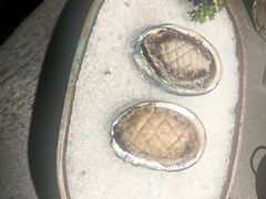 -粤凤佬