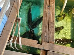 -焯明脆肉鲩世家(金沙洲店)