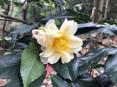 -中山市树木园