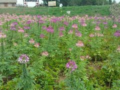 -北纬44度·金珠花海休闲农业旅游景区