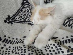 -平行世界·猫咖(首经贸店)