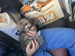 -翊宠yipet猫狗购宠庄园犬舍•猫舍