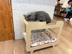 -有猫主题·治愈系猫咖(曾厝垵店)