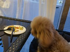 -百好乐宠物友好餐厅(朝外大街店)