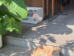 -谷咖啡·鲜花绿植花园餐厅
