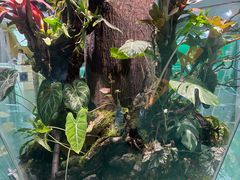 -上海大自然野生昆虫馆(东方明珠·爬宠昆虫探索中心)