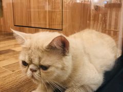-袖虎·猫馆(体育西路店)