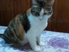 -瑞派长江宠物医院·猫科·外科·24小时夜护(谊城公寓分院)