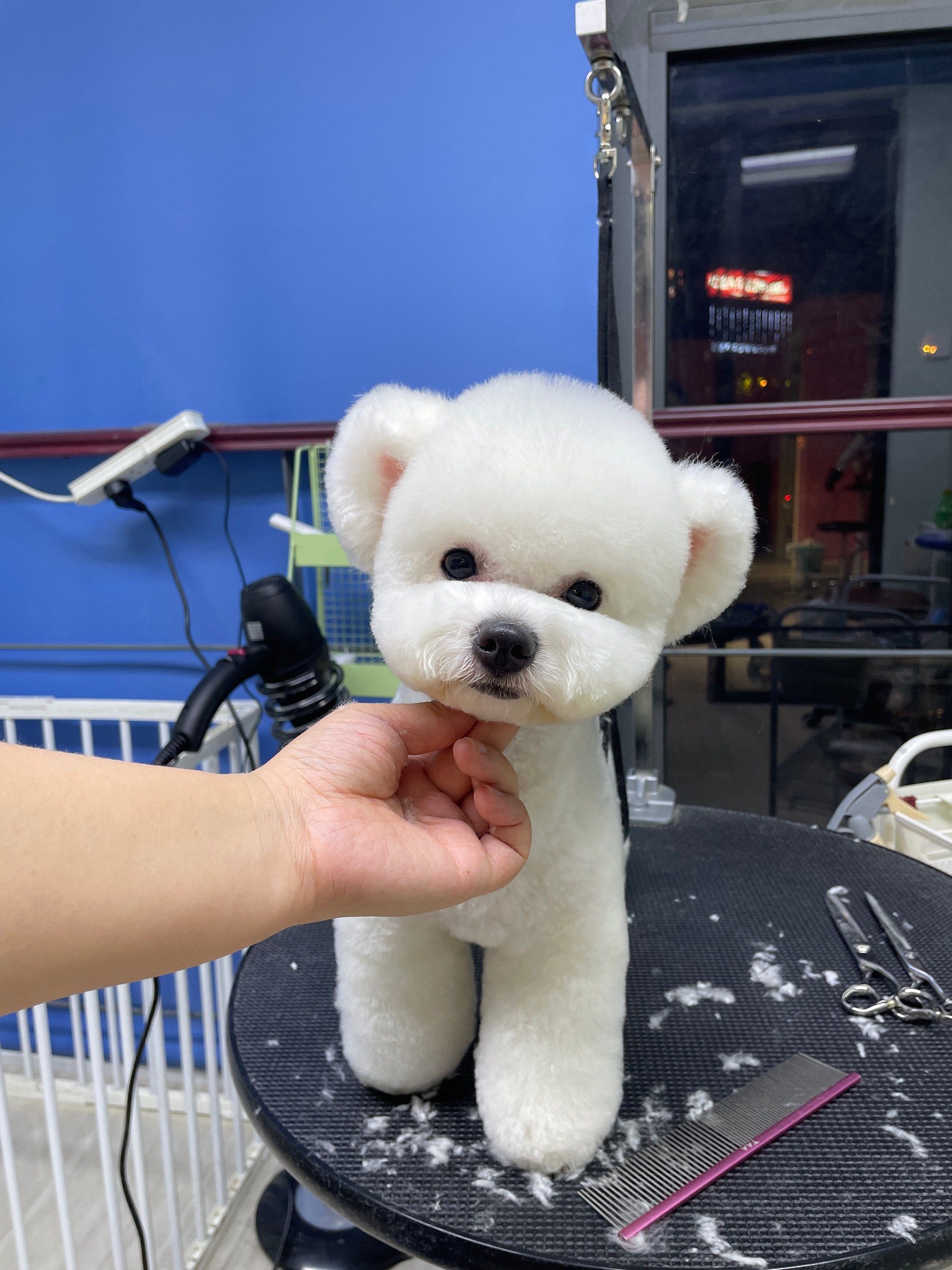 宠物造型的艺术感