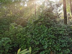 -云溪植物园