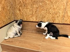 -和它·交个朋友·狗咖猫咖(爱琴海店)