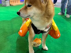 -东浩兰生上海世博展览馆