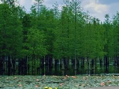 -白鹭湾湿地公园