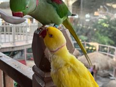 -南宫五洲植物乐园