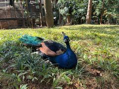 -西双版纳洲际度假酒店-泰傣餐厅