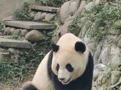 -中国大熊猫保护研究中心雅安碧峰峡基地