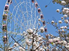 -顾村公园