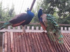 20130605_144436-意大利农场度假村