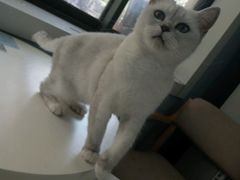 -喵的天空名猫咖啡馆·撸猫·猫舍·用品
