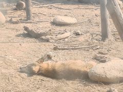 -武汉动物园