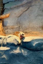 -Zoolung Zoolung动物主题公园(海信广场店)