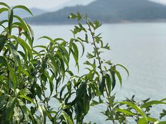 -望湖烤鱼