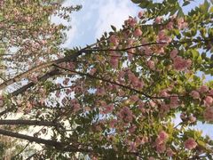 iphone_upload_pic-高东镇樱花园